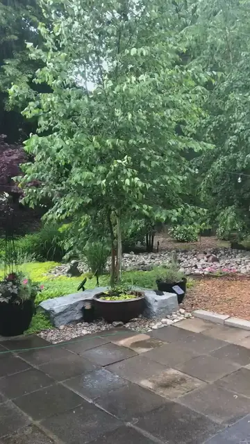 'Video thumbnail for Woodland garden in rainstorm'