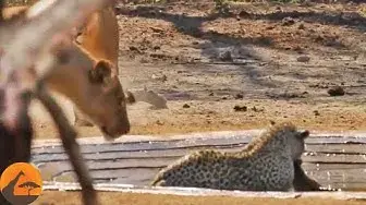 Video thumbnail for Lions Stalk a Leopard Busy Killing an Impala