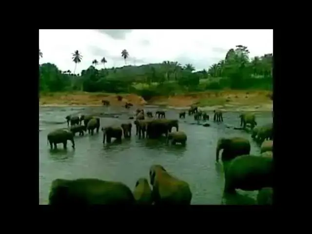 Video thumbnail for Pinnawela Elephant Orphanage Bathing time