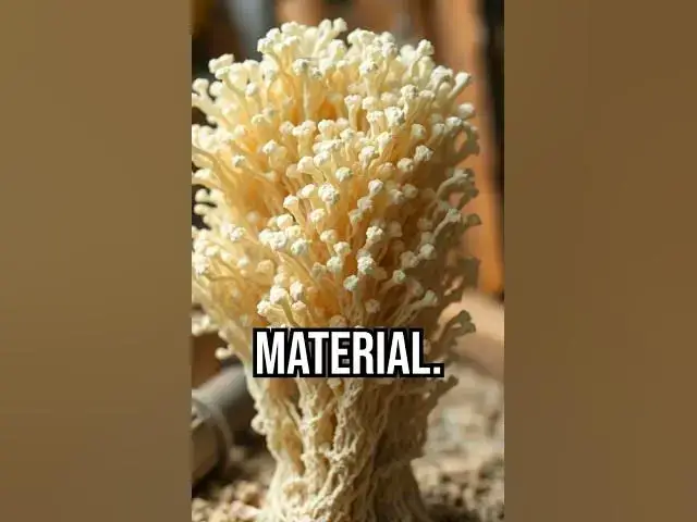 'Video thumbnail for Living in a mushroom house? #innovation #sustainability #engineering'