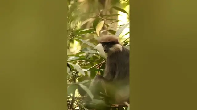 Video thumbnail for Purple faced leaf monkey #shorts