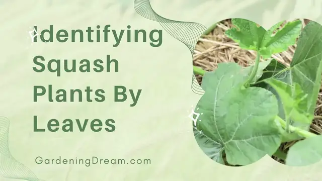 Video thumbnail for Identifying Squash Plants By Leaves