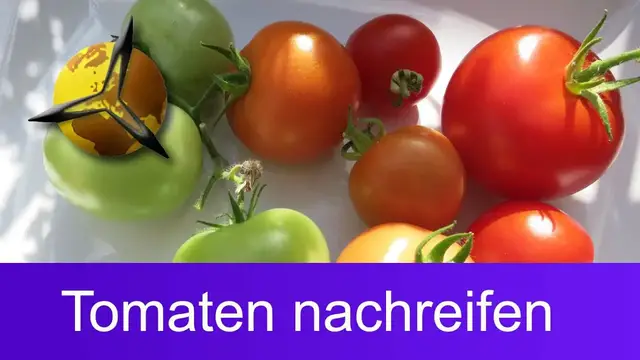 Video thumbnail for Unreife grüne Tomaten nachreifen lassen