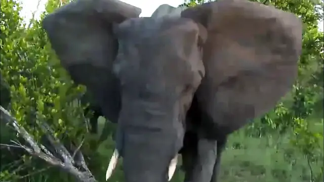 Video thumbnail for Angry Elephant Charges & Stabs Vehicle While on a LIVE Streaming Safari!!