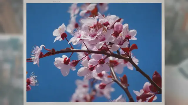 Video thumbnail for What Happens If You Swallow a Cherry Seed?