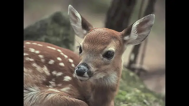 Video thumbnail for Backyard wildlife designation