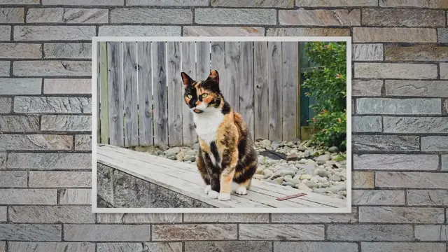'Video thumbnail for These Are 9 Awesome Things About Calico Cats'