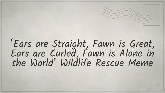 Video thumbnail for ‘Ears are Straight, Fawn is Great, Ears are Curled, Fawn is Alone in the World’ Wildlife Rescue Meme