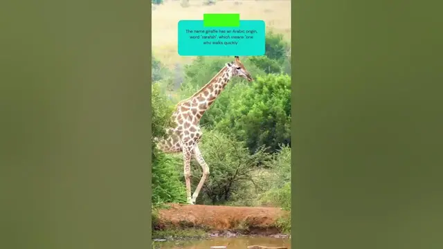 Video thumbnail for This is how giraffes got their name #shorts