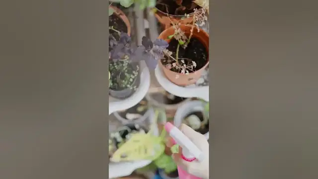 'Video thumbnail for Do Metal Planters Need Drainage Holes? 3 Fascinating Facts Behind It'