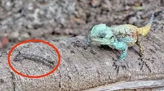 Video thumbnail for Lizard Stalks & Hunts Insects