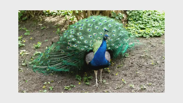 Video thumbnail for Peacock Video