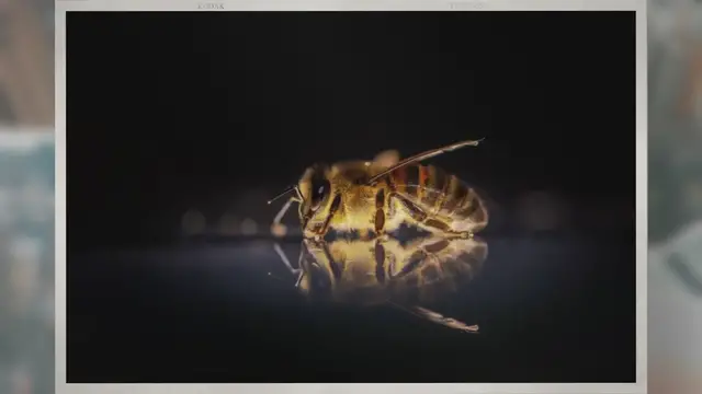 Video thumbnail for Where Does Honey Come From?