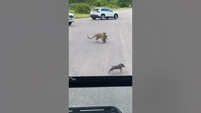 'Video thumbnail for Greedy leopard wants 2 baby warthogs ?'