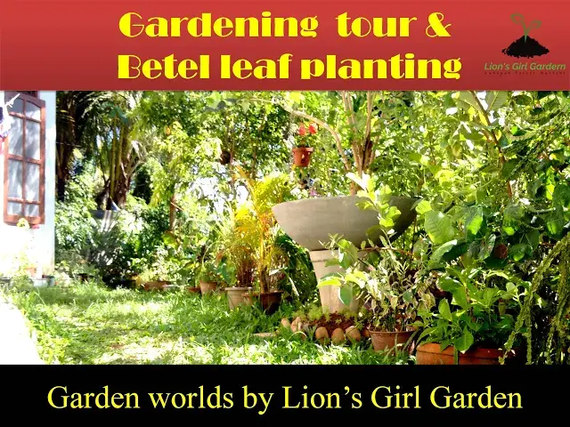'Video thumbnail for 16 : Gardeners World by Lion's Girl Garden episode 10-5-2020 |ලයන්ස් ගර්ල් ගෙවත්තේ සංචාරයක්'