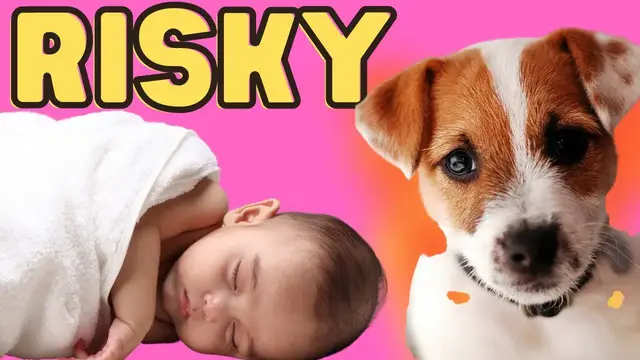 Video thumbnail for Should You Risk It? Jack Russell Terriers Around Babies and Infants