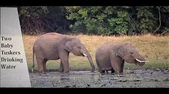 Video thumbnail for Two Baby Tusker Elephants Drinking Water | Elephants in Sri Lanka | Episode 3