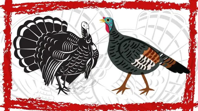 Video thumbnail for Wild Turkey (Meleagris Gallopavo) Video | Wild Turkey Sound | Wild Turkey Call & Gobbling