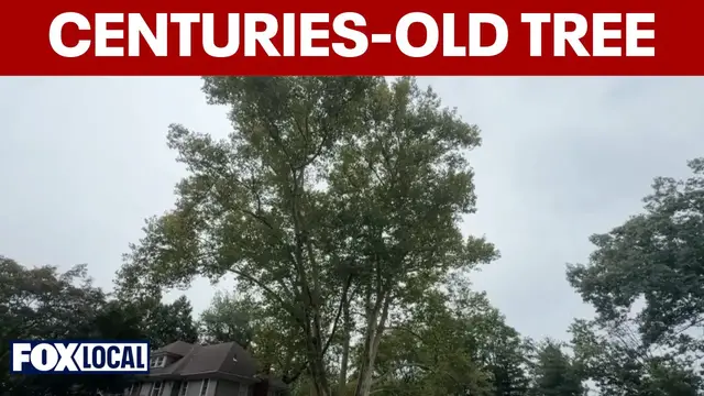 Video thumbnail for Maplewood residents oppose developer plan to remove centuries-old tree