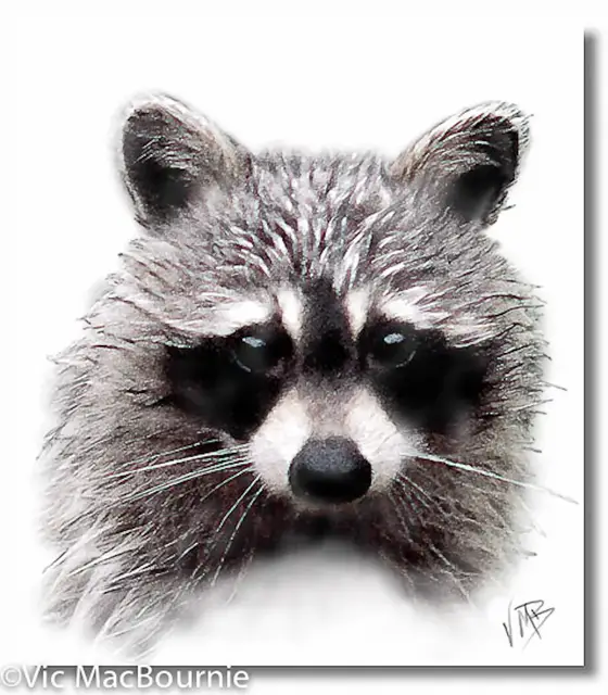 Video thumbnail for Are raccoons good for the garden?