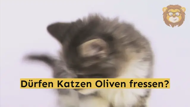 'Video thumbnail for Dürfen Katzen Oliven Essen?'