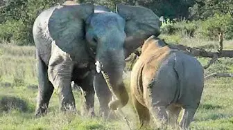 'Video thumbnail for Elephant Shows Rhino Who's Boss!'