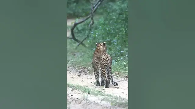 Video thumbnail for Beautiful Leopard in Wilpattu #shorts