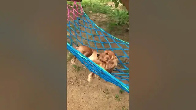 Video thumbnail for Dog Funny WhatsApp Video #Short