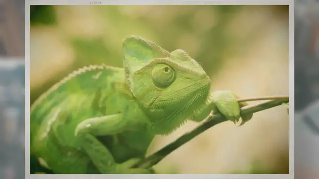 'Video thumbnail for Are Chameleons Good Pets?'