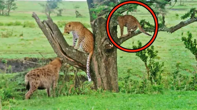 'Video thumbnail for Hyena Makes Leopard Cub Jump Into Tree for Safety'