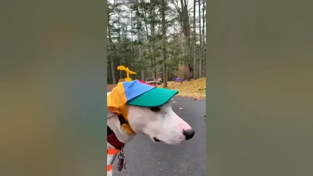 Video thumbnail for amazing funny videos