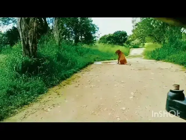 Video thumbnail for @# @ African lions living in Sri Lanka safari....@#