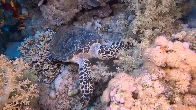 Video thumbnail for Egypt: Marine life and unique ecosystem draw divers to Egypt's 'Anemone City'.