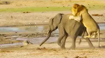 Video thumbnail for Lone Lion Takes on Young Elephant