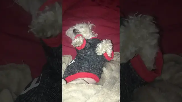 Video thumbnail for Getting Sassy with Dad for Belly Rubs 🐶 Who’s the Top Dog?! #maltesepuppies #dogslife #belly