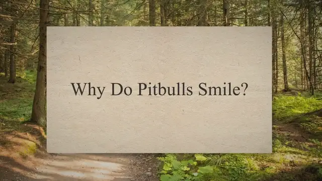 Video thumbnail for Why do pitbulls smile