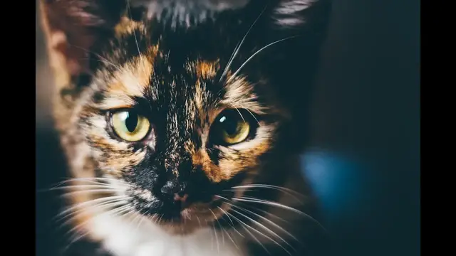 Video thumbnail for Szylkret, a raczej... szylkretka! Poznaj tajemnicę umaszczenia kotów szylkretowych