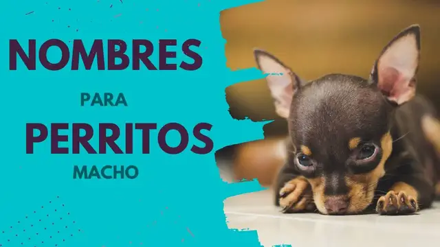 'Video thumbnail for NOMBRES de PERROS machos🐕'