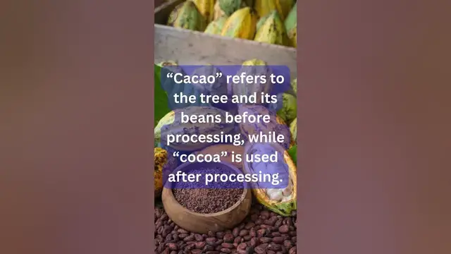 Video thumbnail for Fun Facts About Chocolate Beyond the Wrapper #facts #funfacts #chocolate #sweettaste #shortsvideo