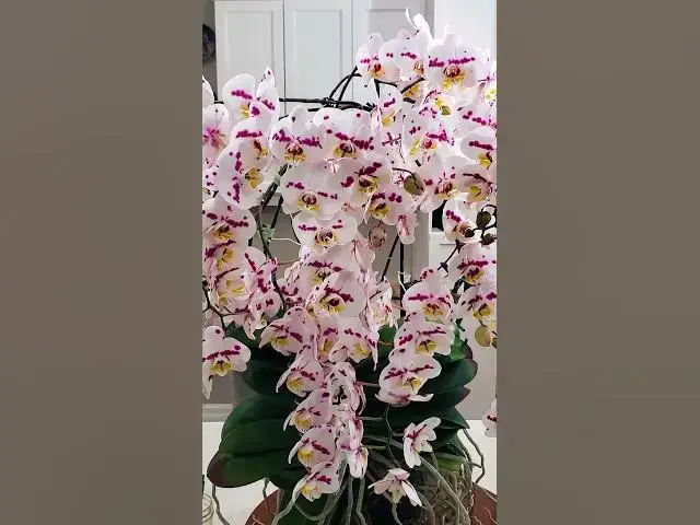 Video thumbnail for Most blooms on an orchid flower - 159 grown by Kevin Englisch 🌸