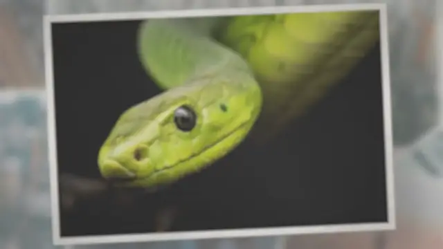 Video thumbnail for Why Do Reptiles Shed?