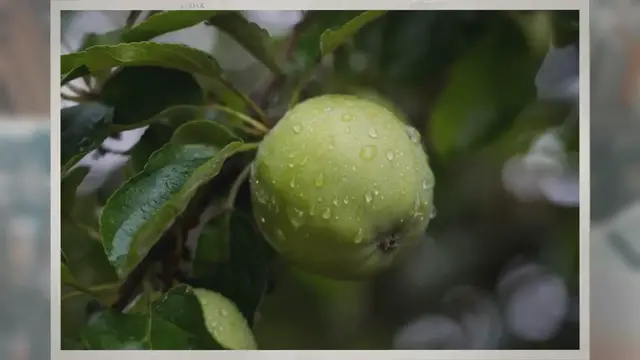 Video thumbnail for How Long Do Apple Trees Live?