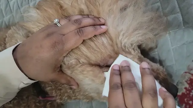 Video thumbnail for HOW TO TAKE CARE OF POODLE'S EYES