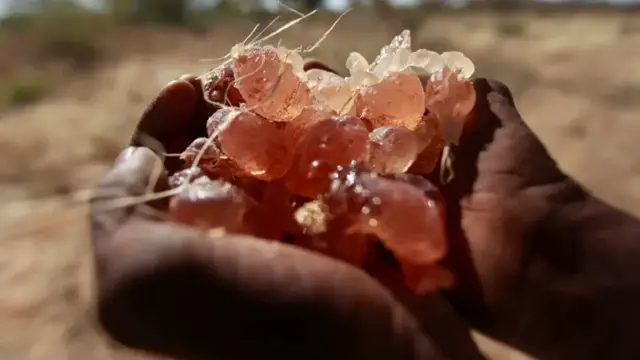 Video thumbnail for Sudan export at risk: Conflict has disrupted production of Gum Arabic