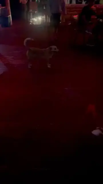 Video thumbnail for Street Dog Becomes the Star of a Panama Nightclub