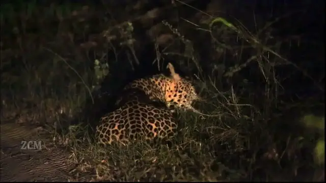 Video thumbnail for Leopard eating  grass | Wilpattu safari