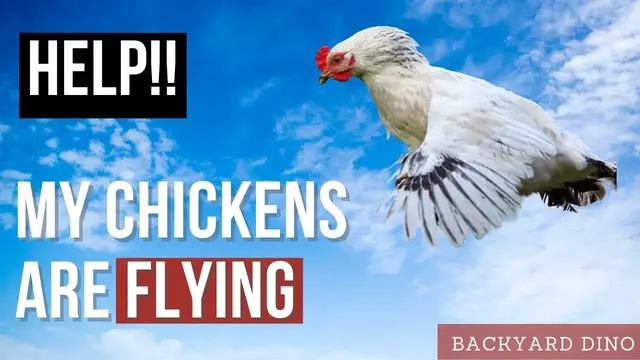 Video thumbnail for BEGINNER'S GUIDE to Prevent Chickens from Flying Away - 5 Tips to Keep Your Chickens from Flying