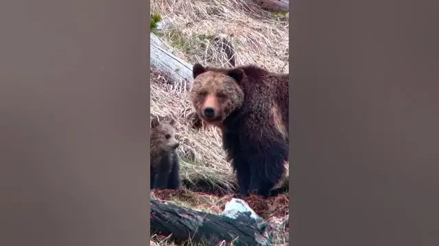 'Video thumbnail for Tiny Bear Cub Stands Up and Captivates the World'