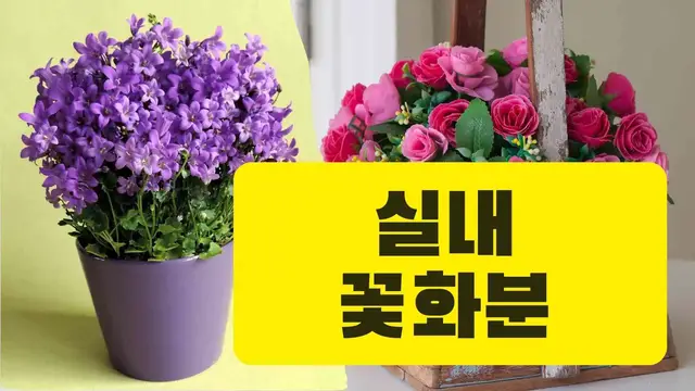 'Video thumbnail for 실내 꽃화분 16가지, 반려식물로 키워보세요'