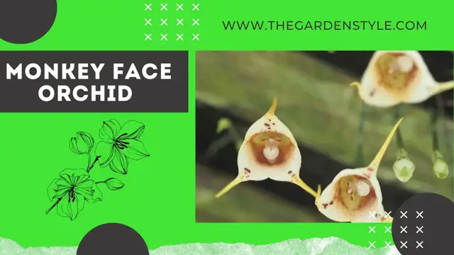 Video thumbnail for Monkey Face Orchid - Rare Orchid -  Amazing Flowers ⭐ ⭐